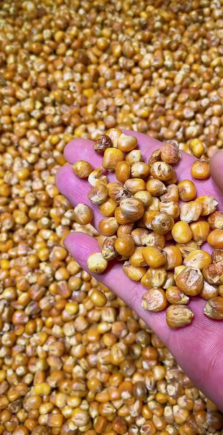 哑巴豆爆米花 嘎嘣脆 糯玉米烀完沙子炒 原味无糖老味道 每袋400克 喜欢吃的家人们来吧