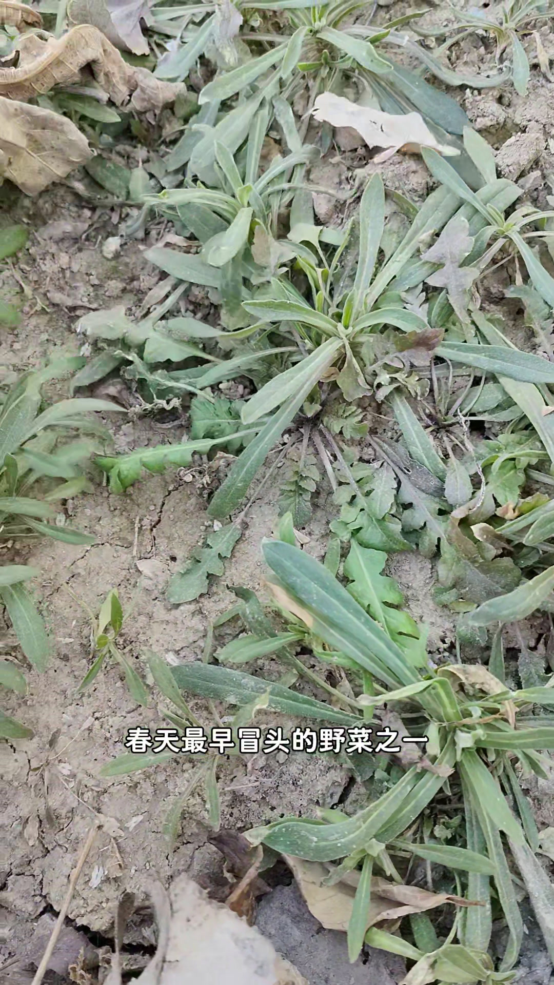麦瓶草人称“女人菜”,价值大,女性多吃,看看你的家乡有吗?