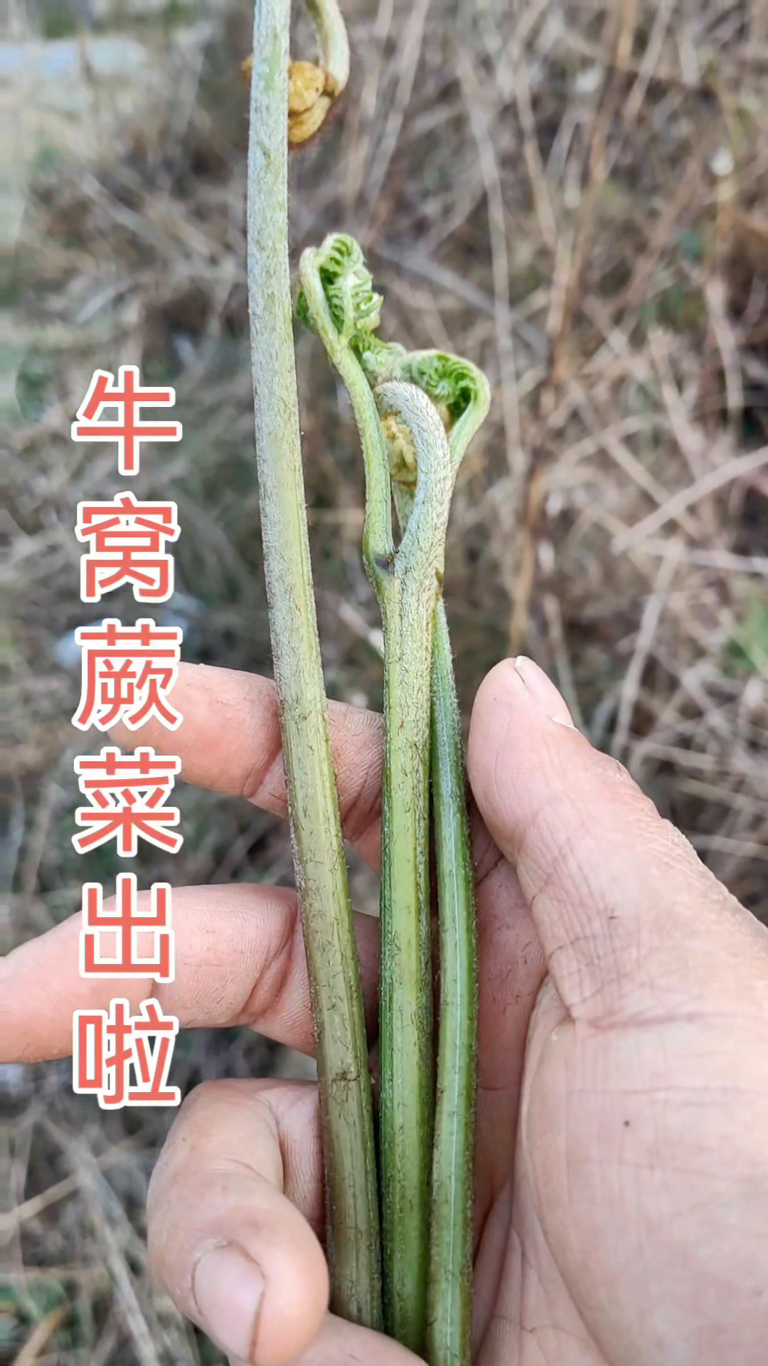 蕨菜出啦！蕨菜里有致癌物原蕨甘，你知道吗？