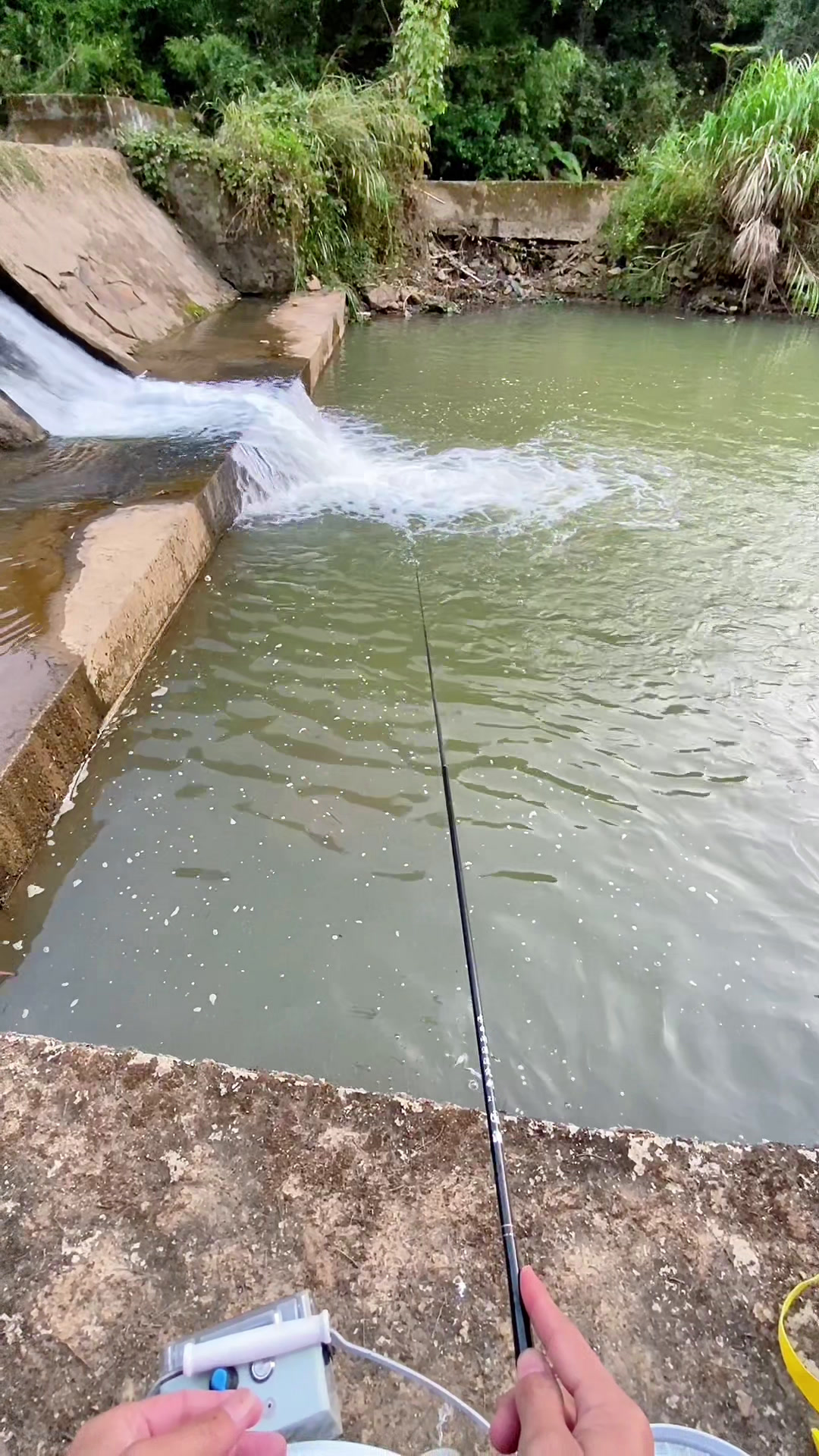 又是一条漂亮的大石斑鱼