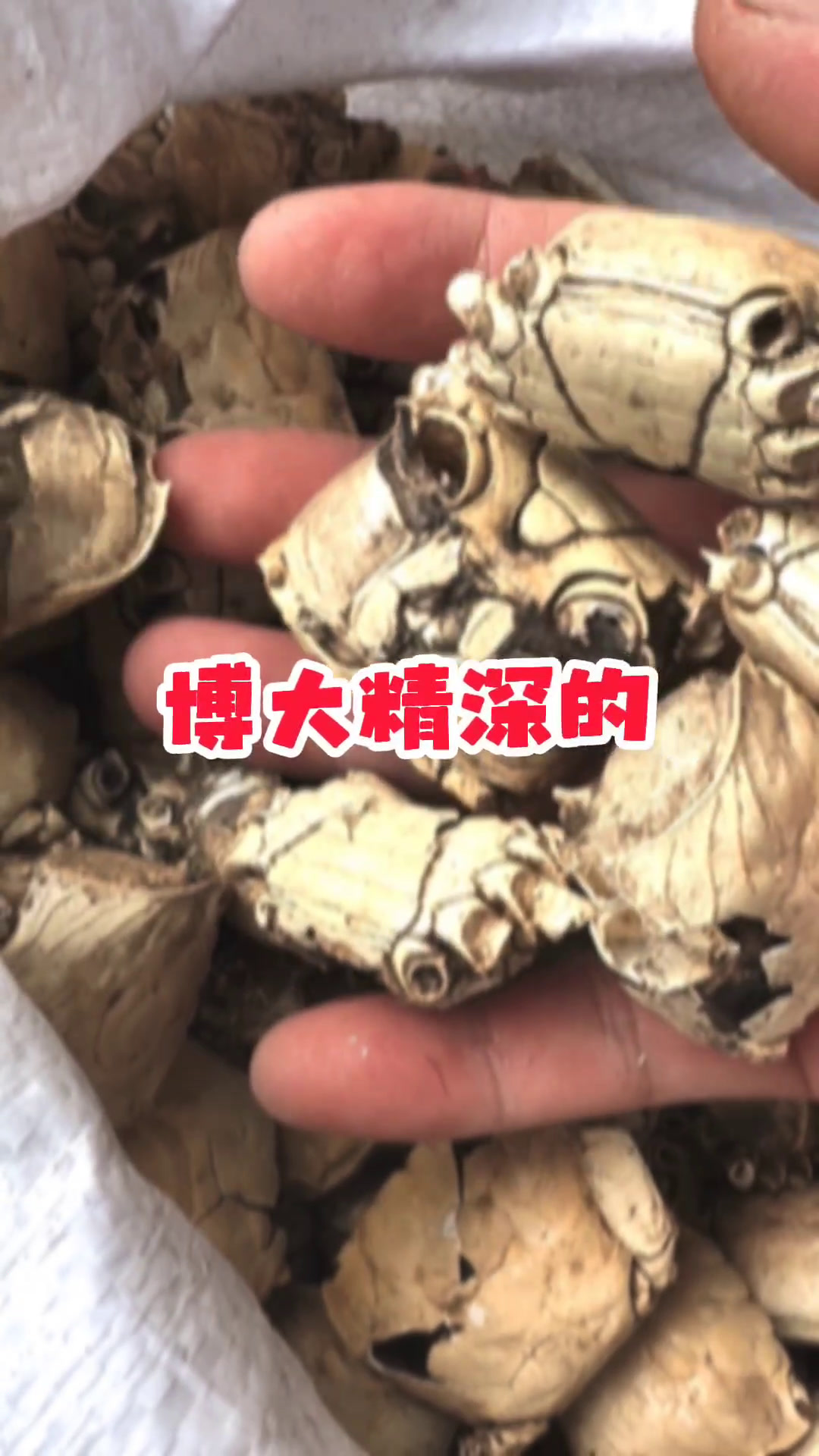 博大精深的中药材名称