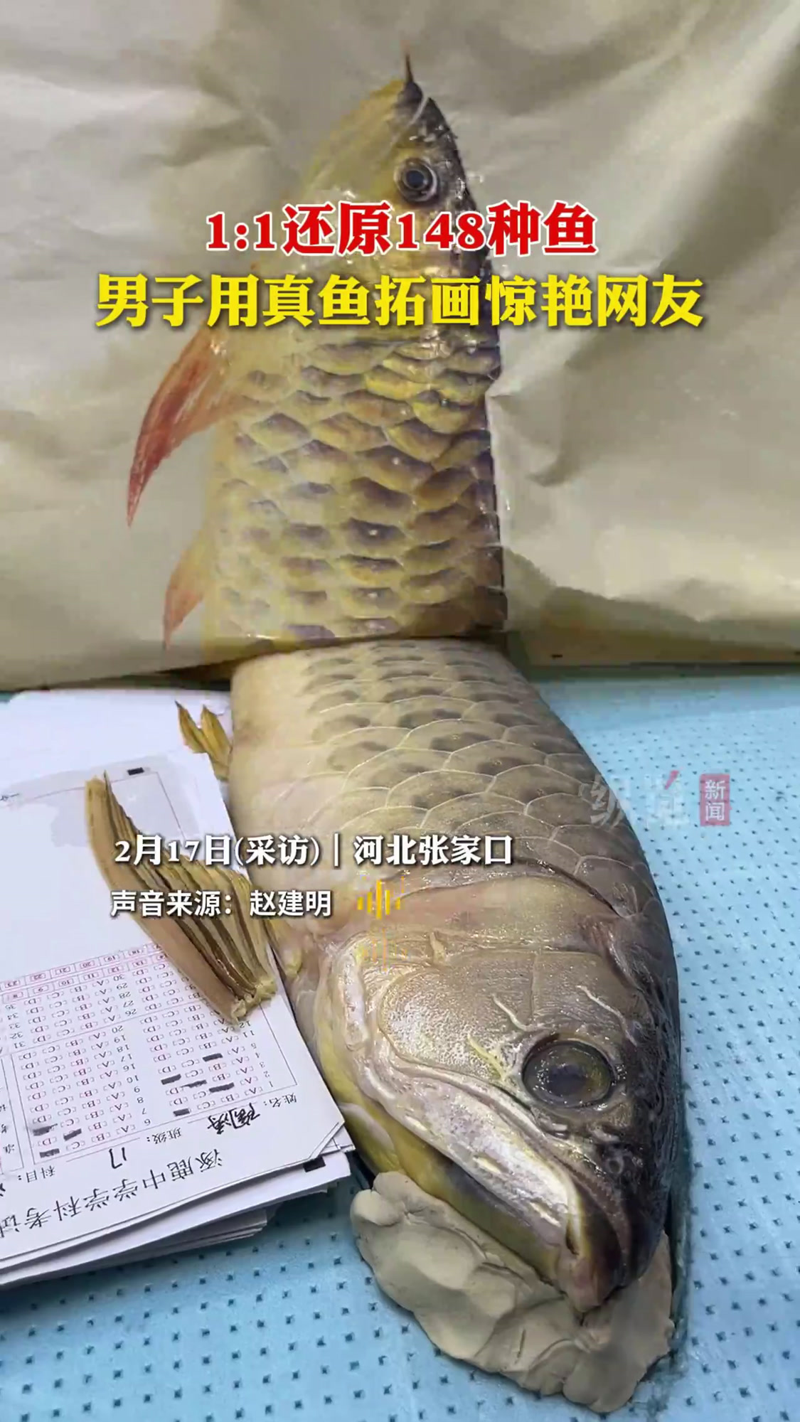 纵览原创|用鱼作画1:1还原148种鱼类真容,河北人赵建明和他的鱼拓艺术就是这么神奇