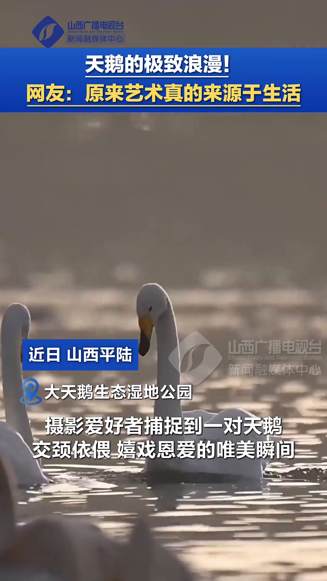 天鹅的极致浪漫!网友:原来艺术真的来源于生活