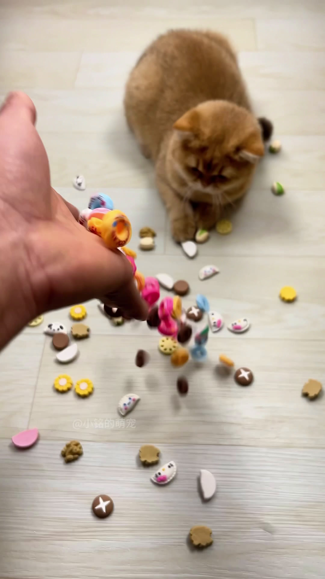 猫咪和甜甜圈的甜蜜瞬间