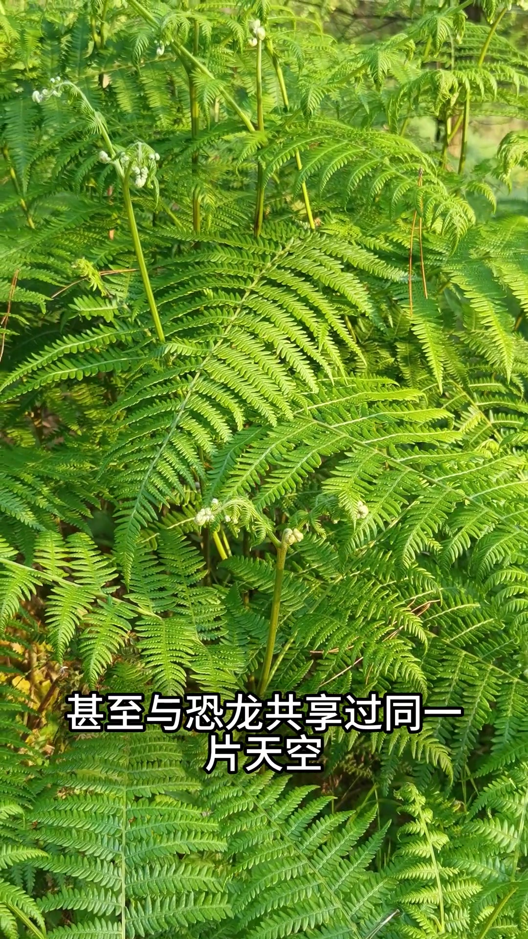 它是春天最美味的野菜,人们称它山菜之王,地球上最古老植物之一