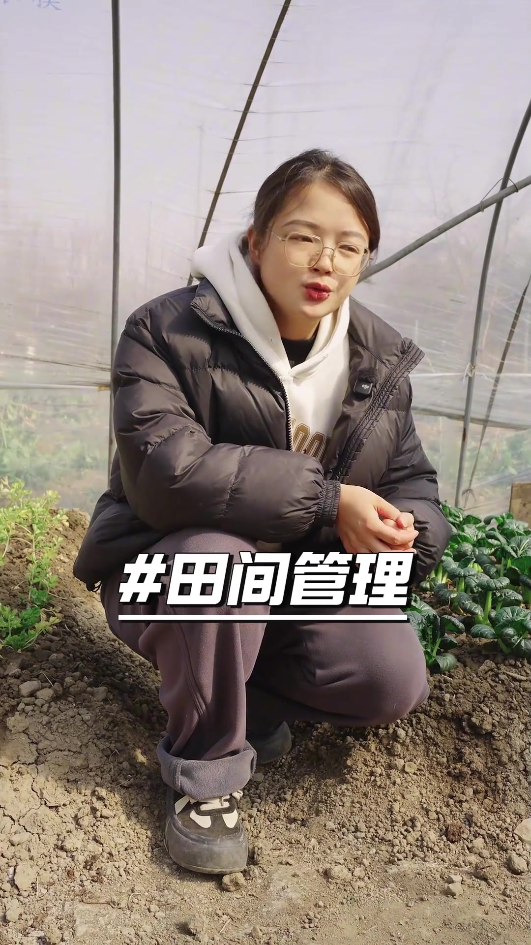 春季苋菜怎么种?