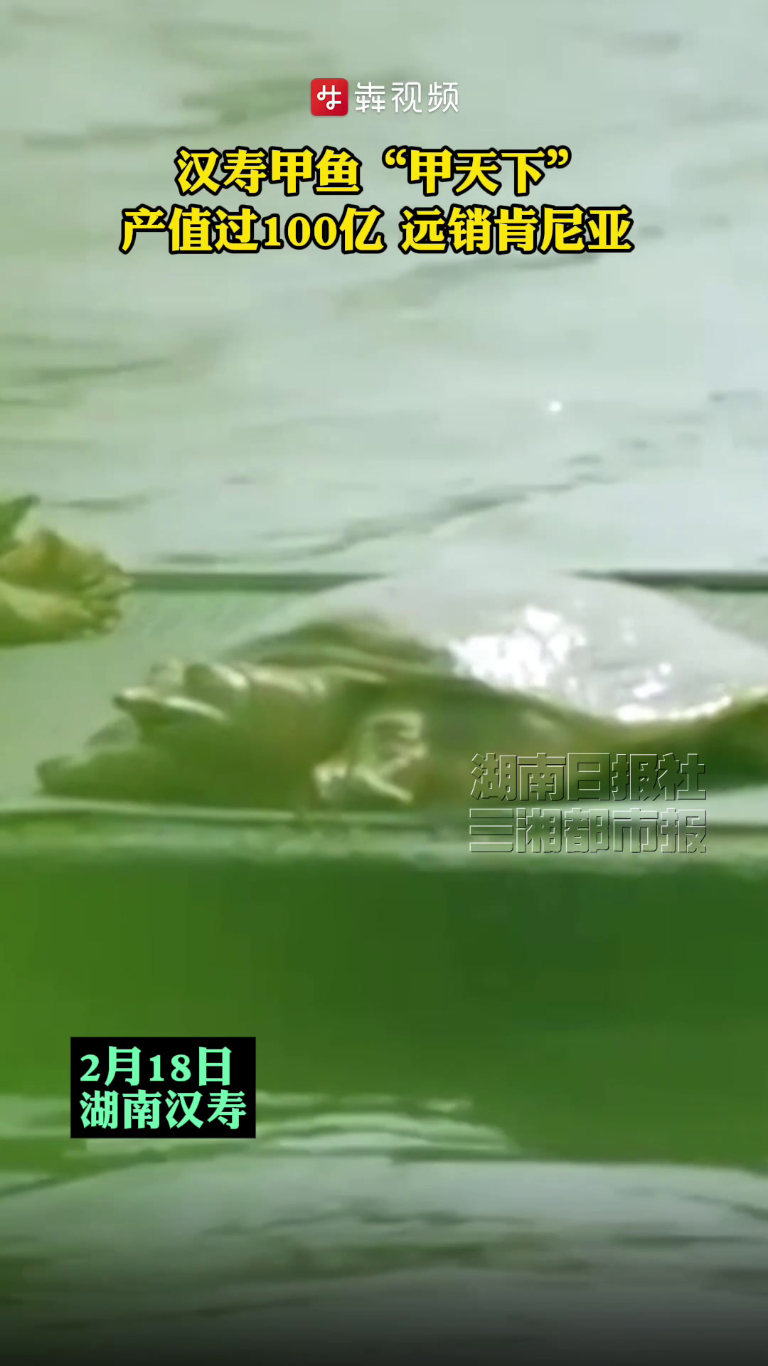 汉寿甲鱼“甲天下” 产值过100亿 远销肯尼亚