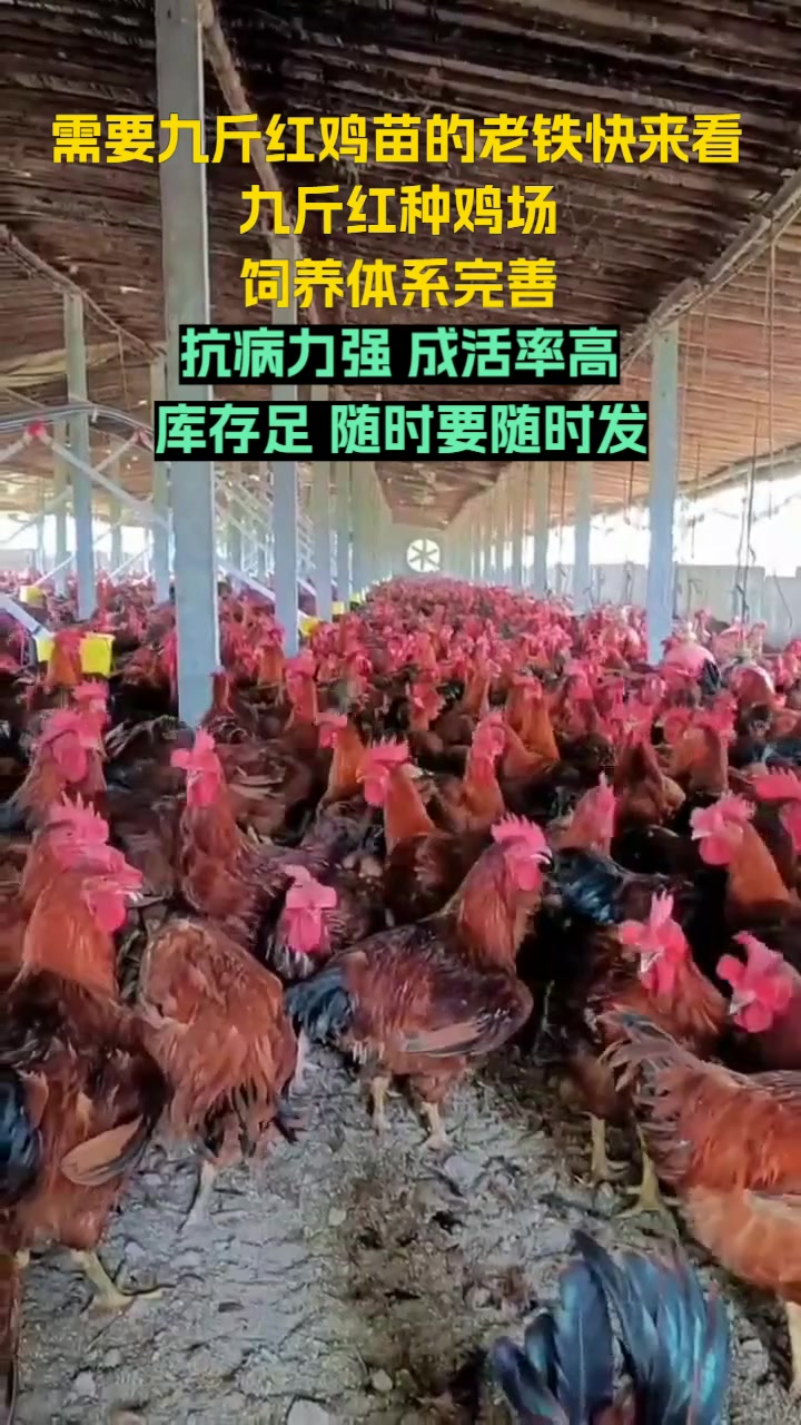 四川九斤红鸡苗多少钱