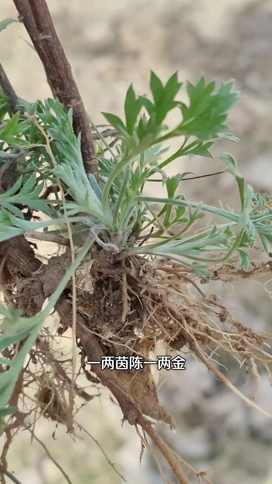 一两茵陈一两金,正月茵陈赛黄金,你知道春天的茵陈怎么用吗?