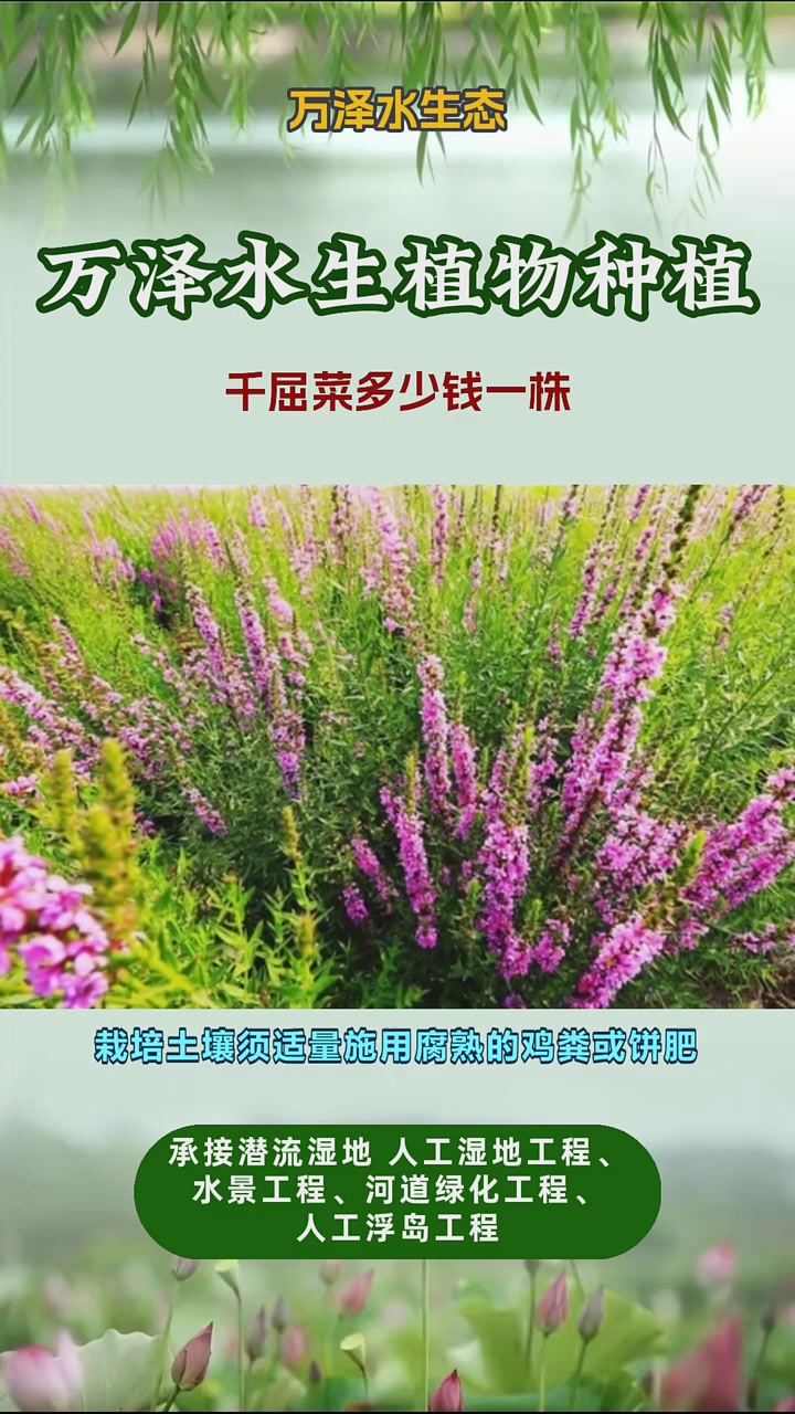 千屈菜供应商