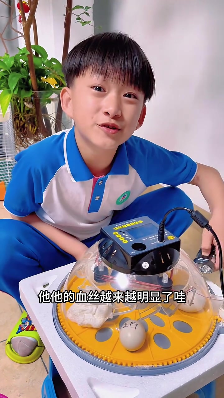 这段时间柯尔鸭下蛋好快啊,希望每颗蛋都能孵化成功,这样很快就有很多小鸭了!
