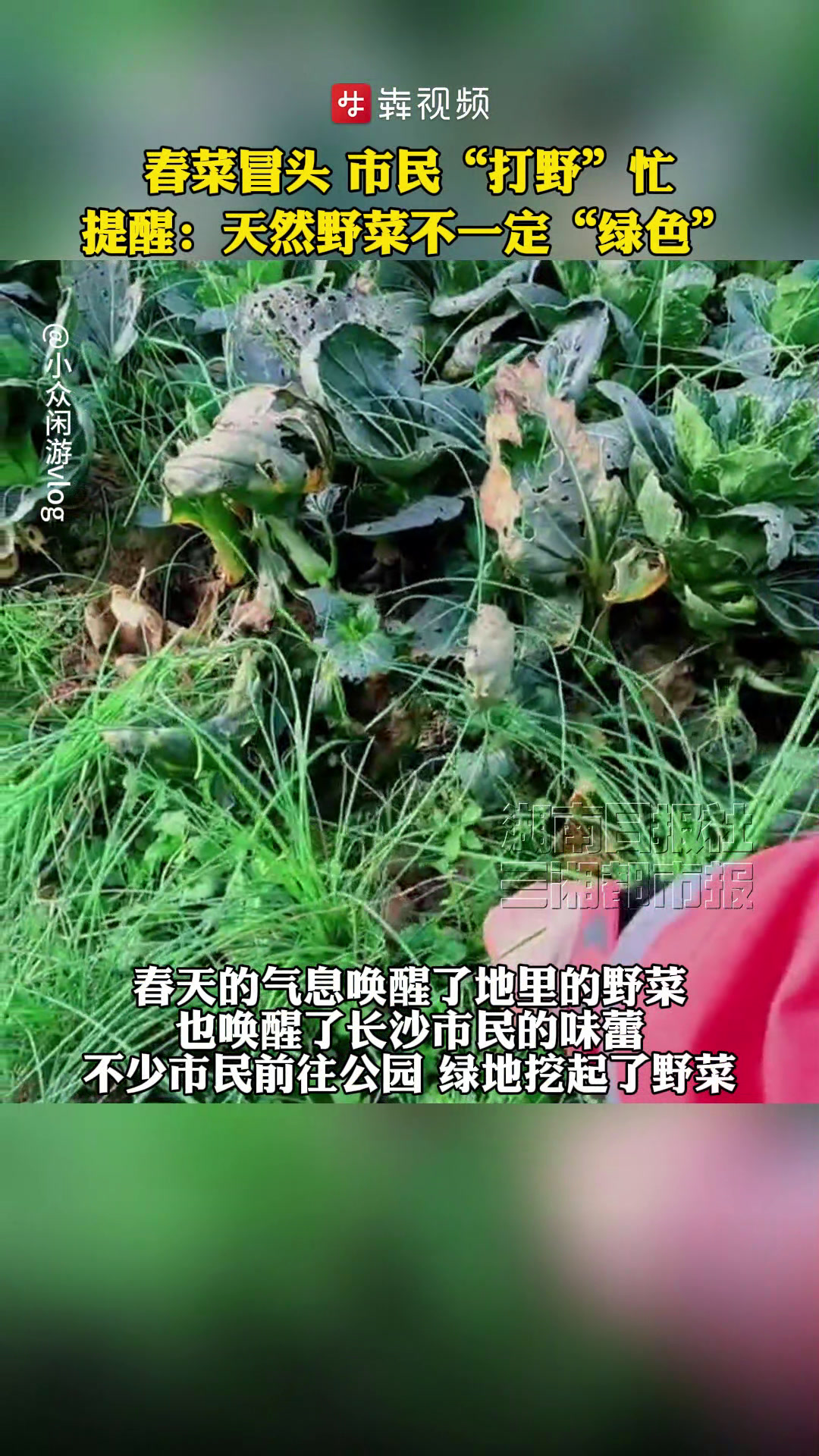 春菜冒头,市民“打野”忙 提醒:天然野菜不一定是“绿色食品”