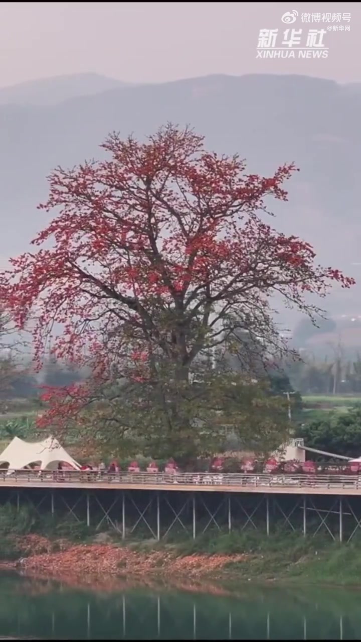 「赴一场花事之约!看火红的木棉花绽放怒江江畔」属于春天的100个美景随着气温回暖,云南保山