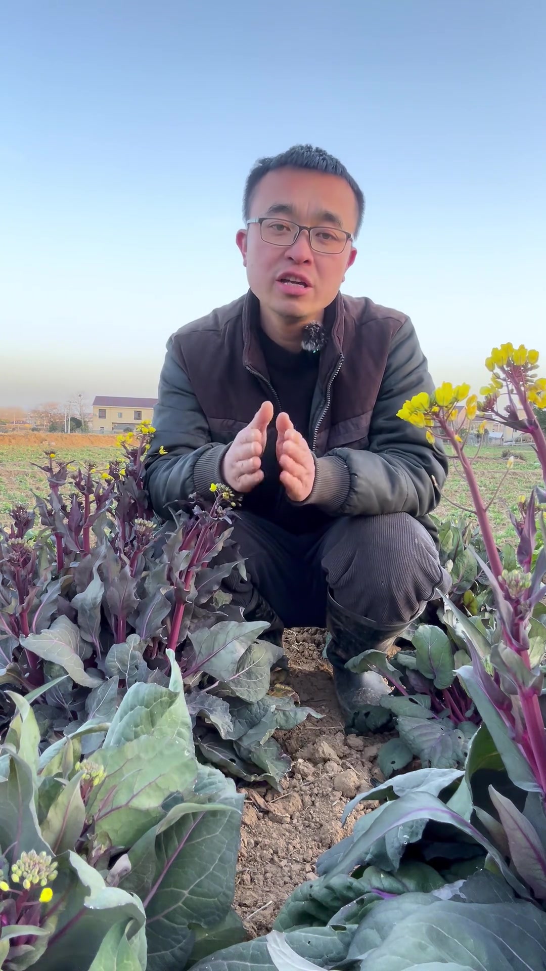 哪些蔬菜可以多次采收?