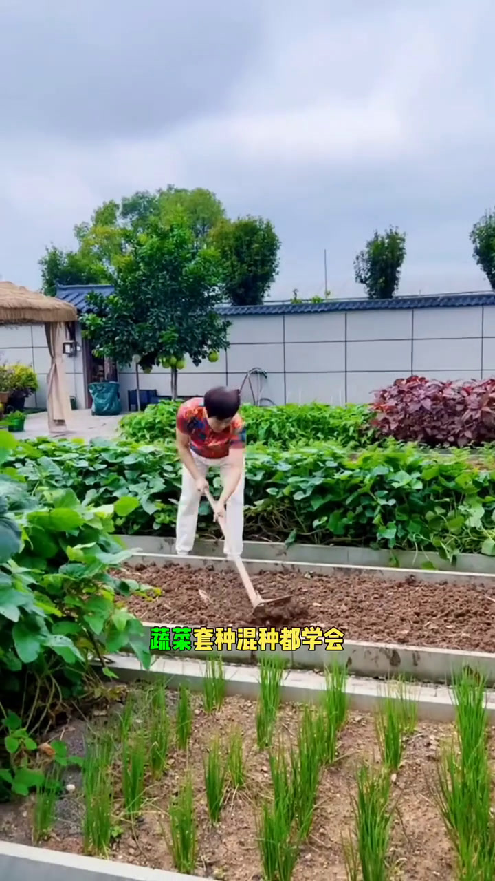 蔬菜套种混种顺口溜