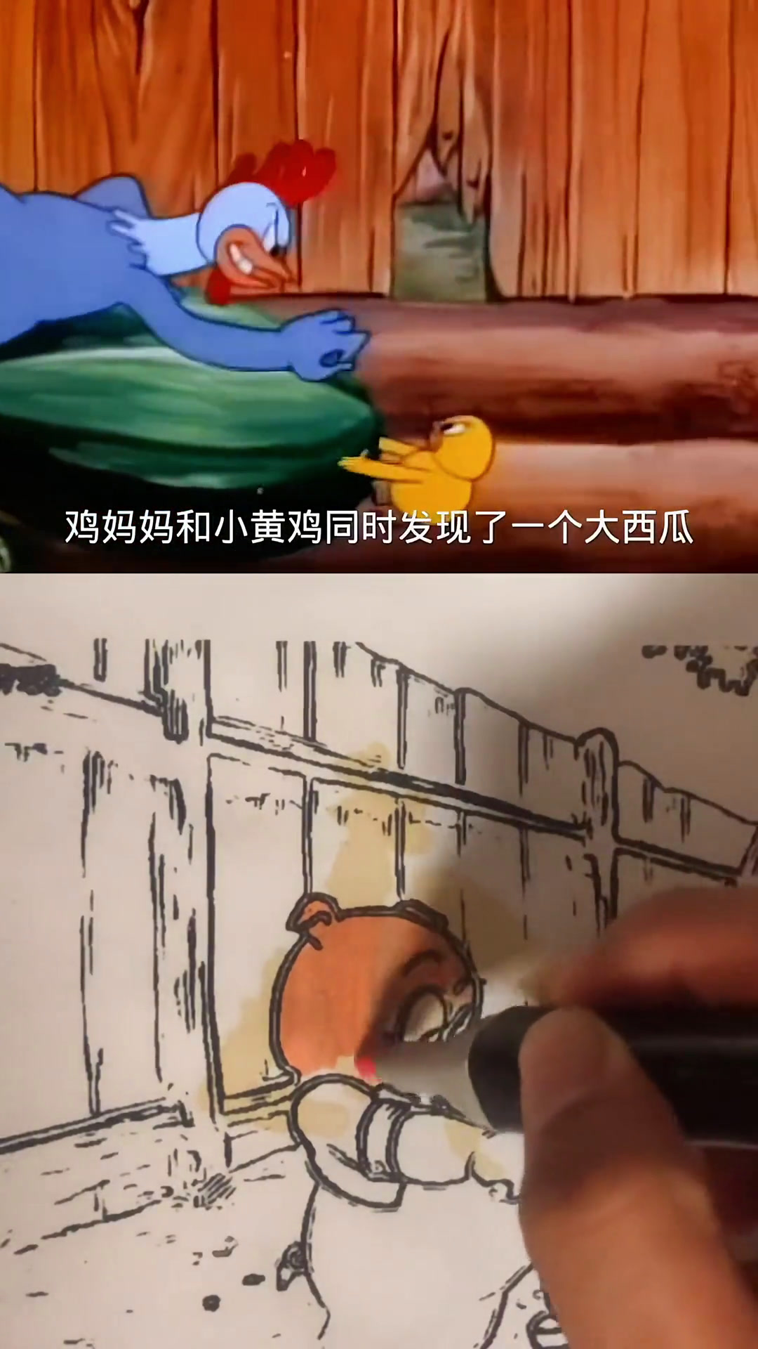 大黄母鸡找准西红柿的大动脉