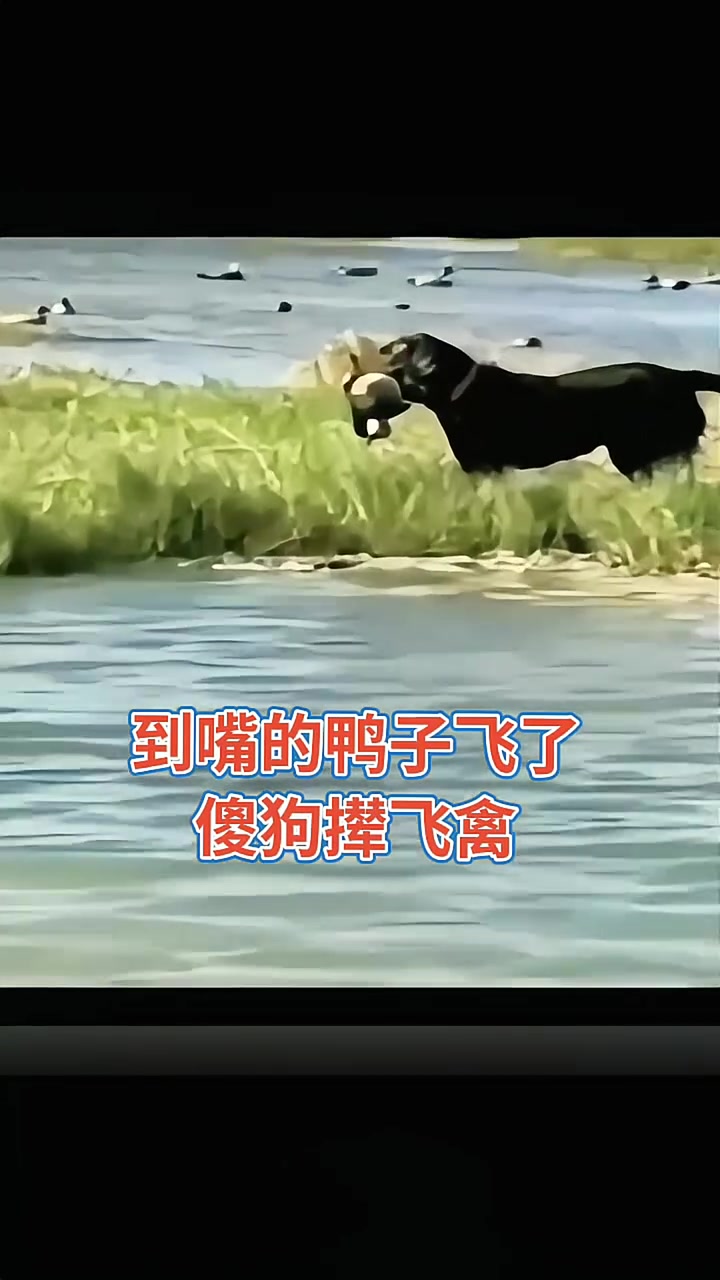 狗狗的 “贪心劫”:鸭飞梦碎