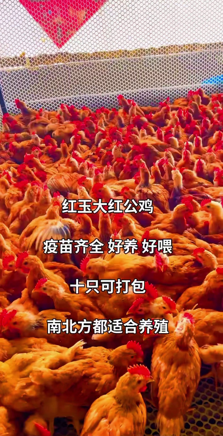 红玉380大红公鸡长15斤左右