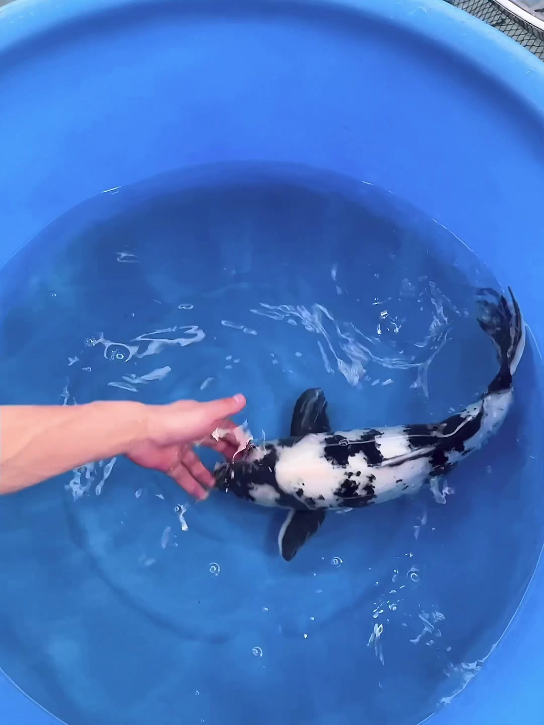 水墨画锦鲤观赏鱼