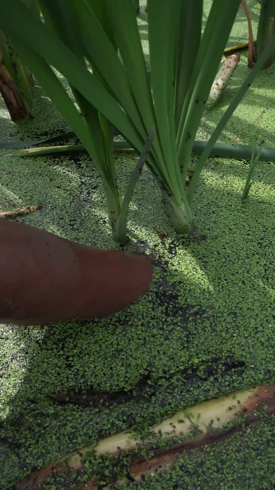 这个你们叫香蒲的植物,在云南可以割草芽,也叫象牙菜,它怎么吃