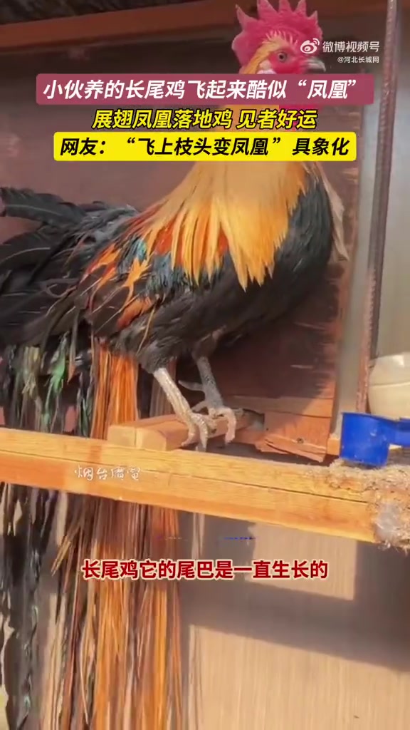 「见者好运!小伙养的长尾鸡飞起来酷似凤凰」农村小伙养的长尾鸡酷似凤凰2月21日(采访时间)