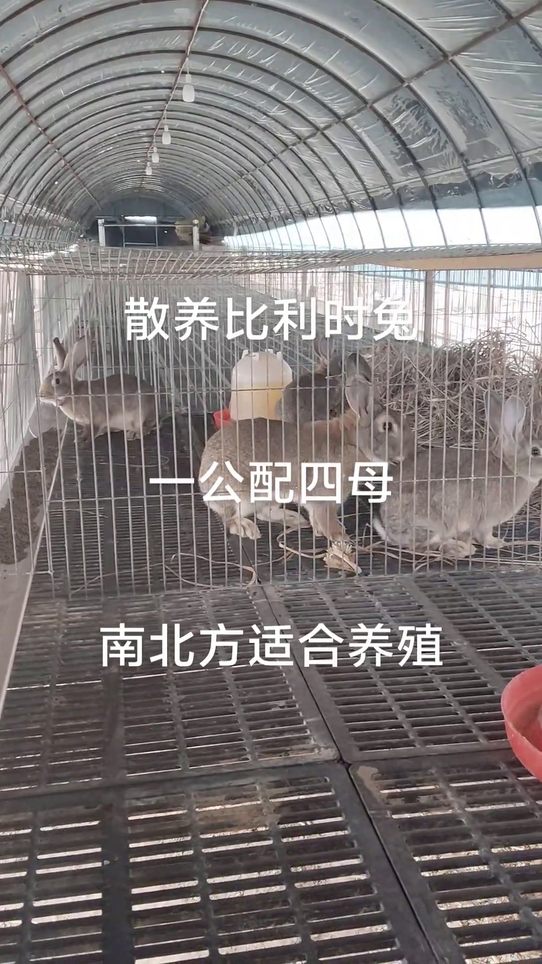 散养比利时兔 肉兔养殖