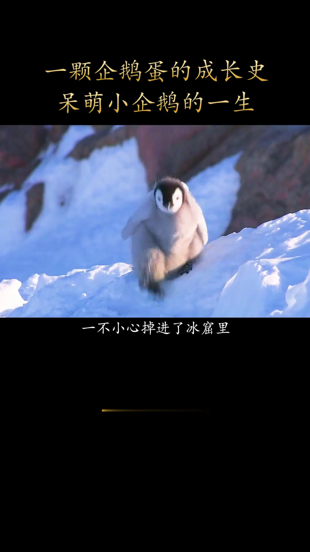 一只呆萌企鹅的成长史