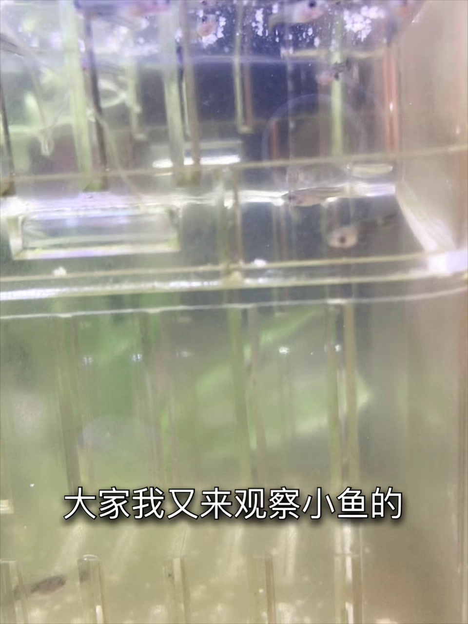 《小鱼苗日记》5