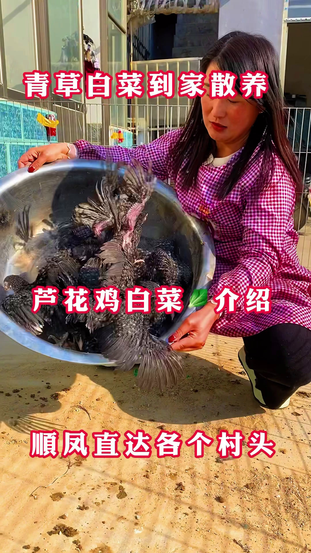纯种汶上芦花鸡下的绿皮蛋