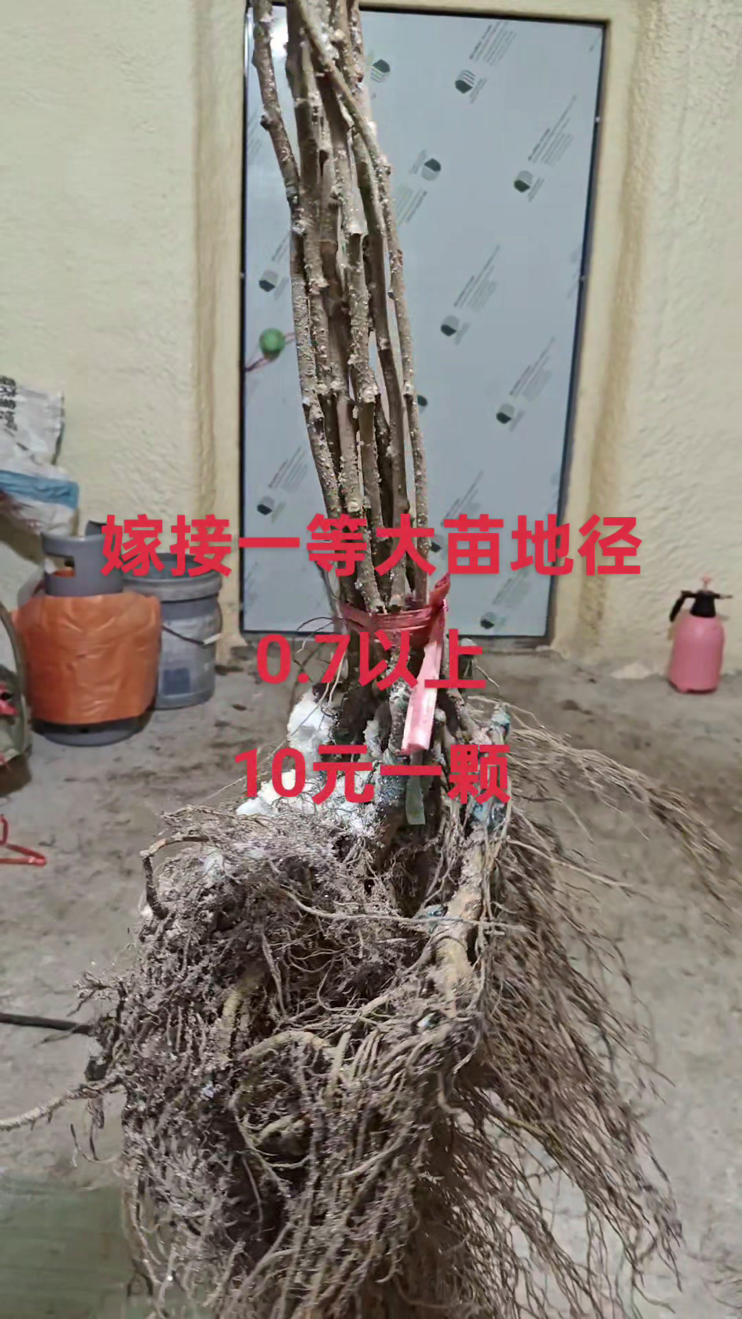 嫁接一等树苗10元一颗