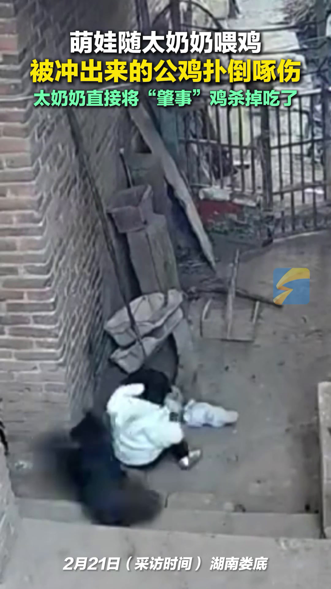 萌娃被突然冲出来的公鸡扑倒啄伤 太奶奶直接将“肇事”鸡杀掉吃了