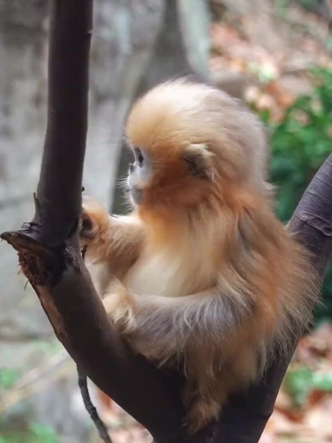 猴中贵族金丝猴,连荔枝都是爱你的形状
