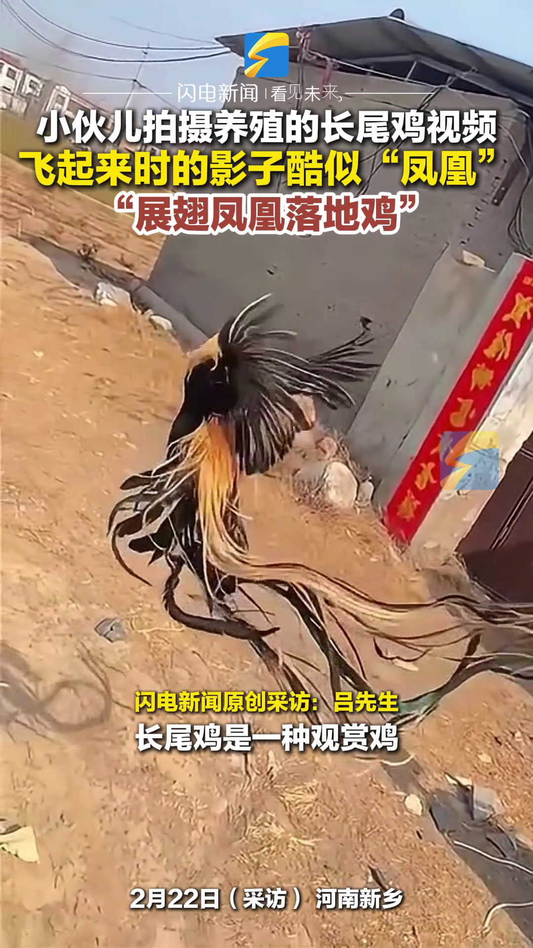 小伙儿拍摄养殖的长尾鸡视频 飞起来时的影子酷似“凤凰” “展翅凤凰落地鸡”