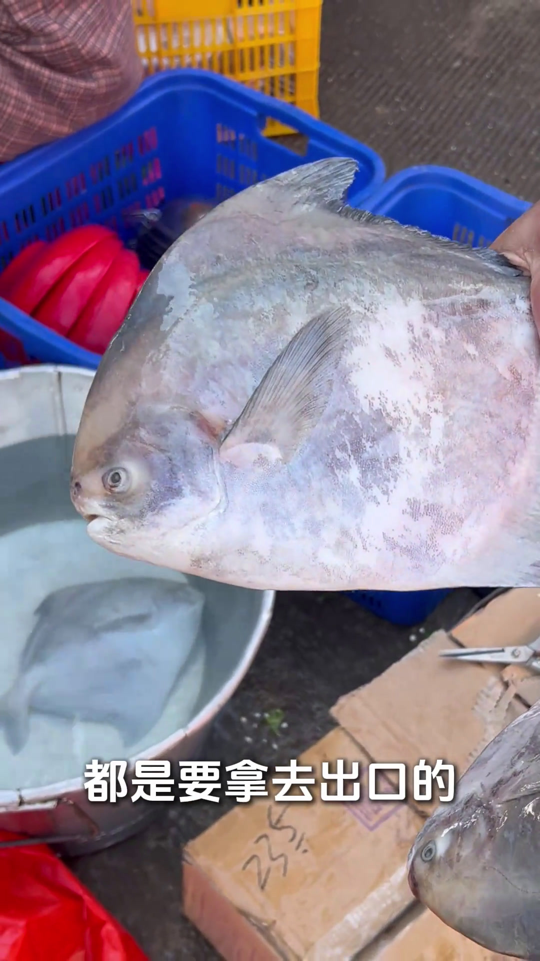 莆田酒席怎么样,欢迎大家展示自己家乡的酒席一起分享起来