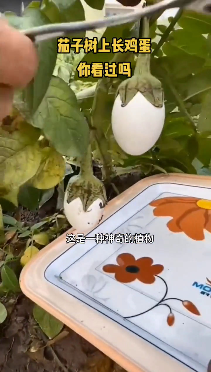 鸡蛋茄:神奇的小型观果植物