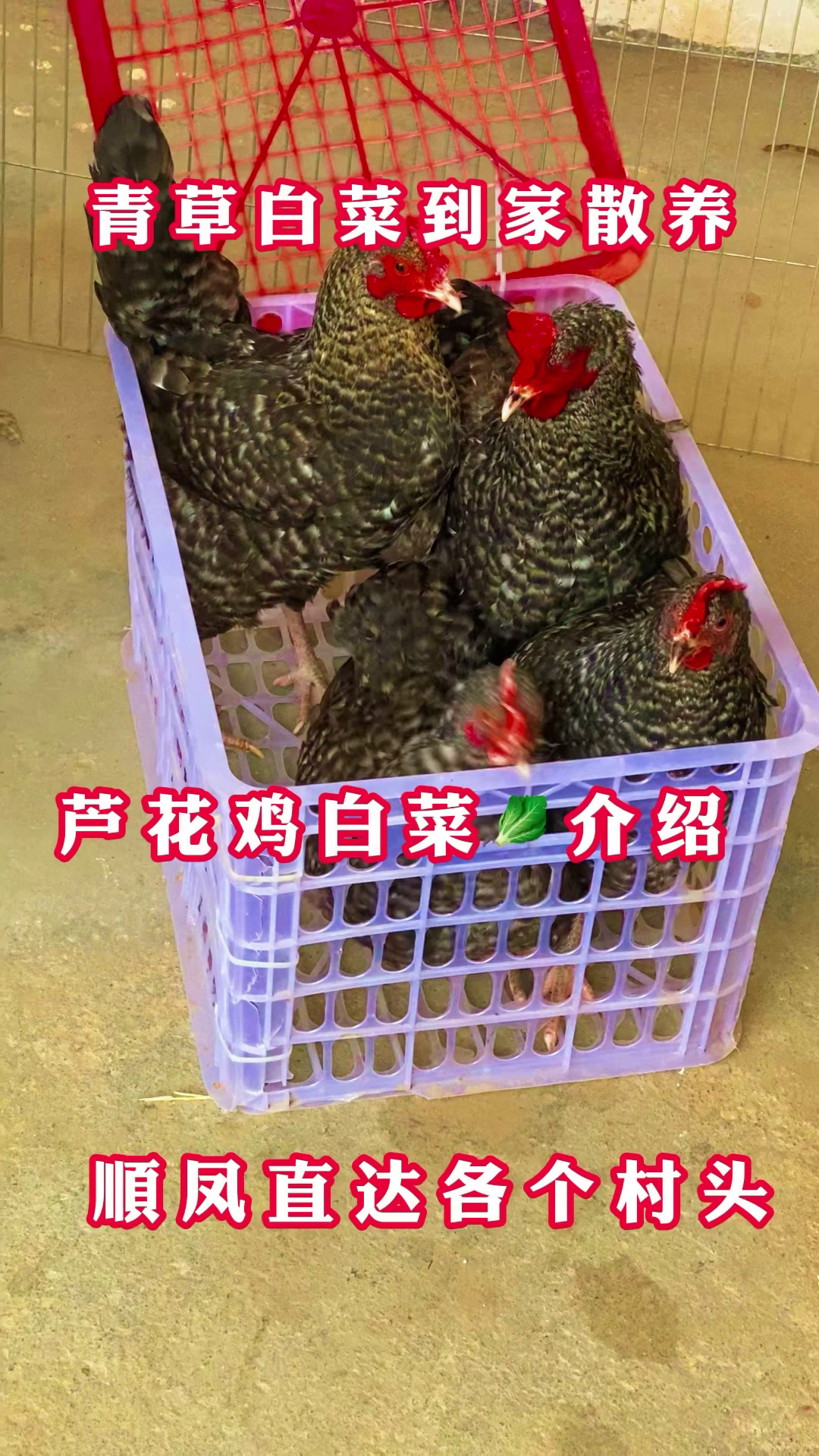 青菜青草就可喂养的芦花鸡下的绿壳蛋