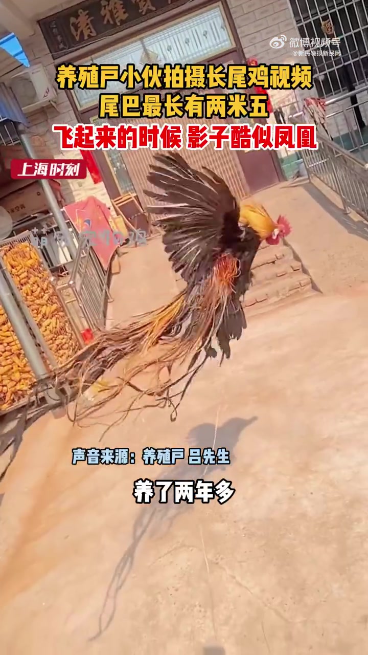 「见者好运!长尾鸡振翅高飞酷似凤凰」2月22日(采访)河南新乡,男子养长尾鸡酷似凤凰,主人