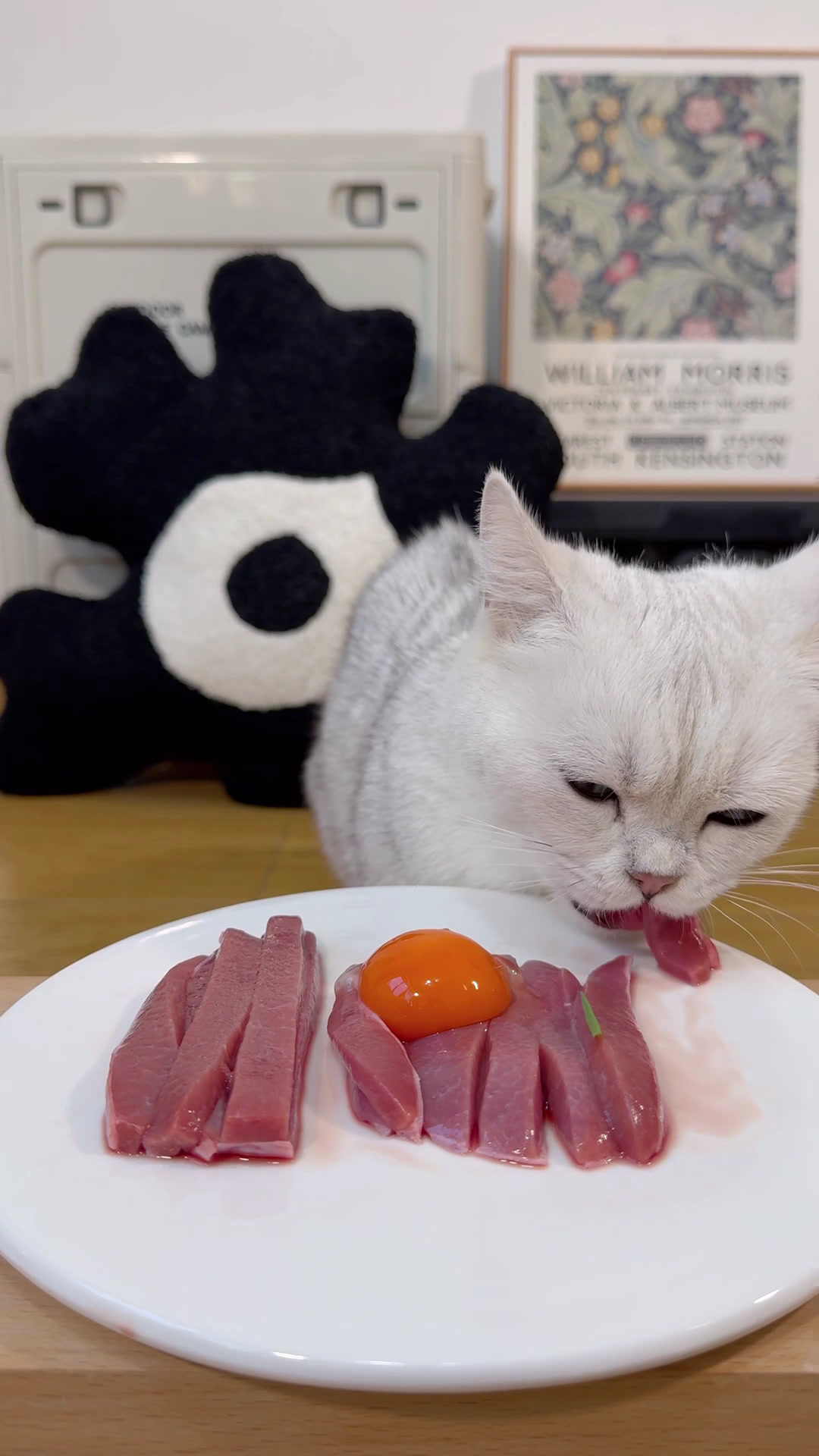 肉条条管够猫咪吃播
