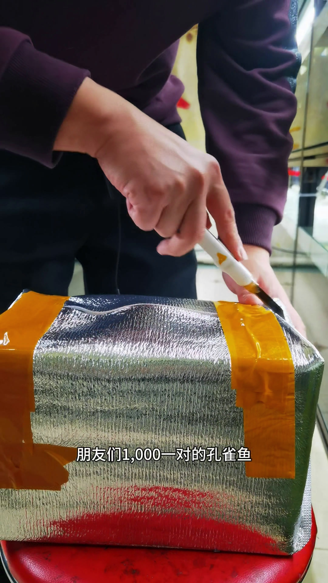 1000元一对的孔雀鱼哦。肉疼