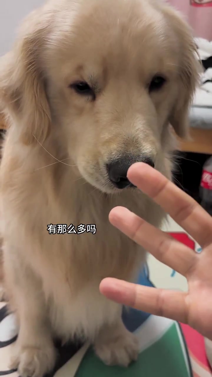 姨姨们～我小狗为了吃一个虾片容易嘛我,我妈真是当之无愧的小气鬼老巫婆!生气!