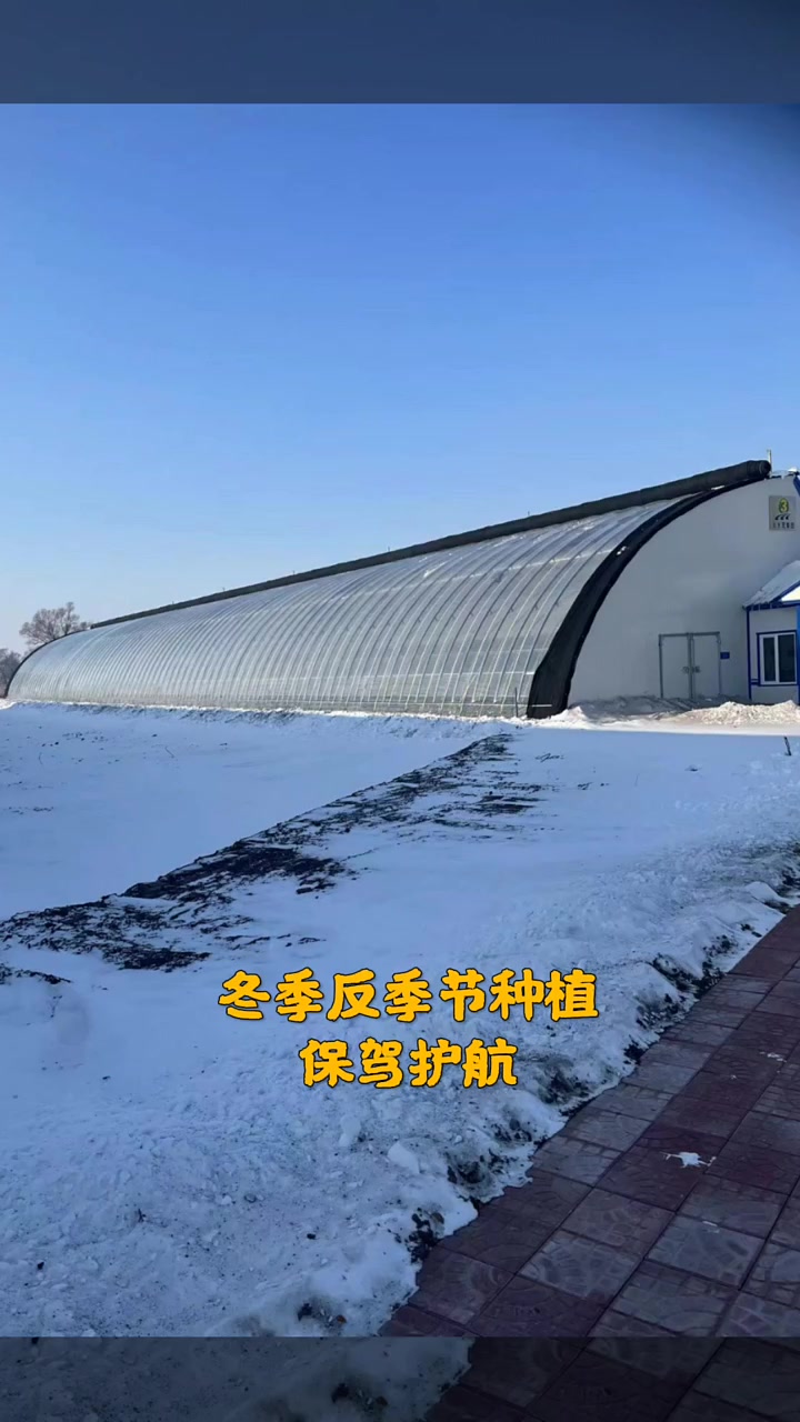 零下三十多度不生火,照样种菜的大棚是怎样建的