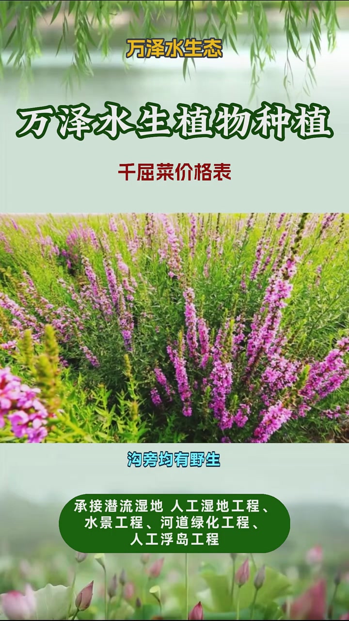 千屈菜的价格