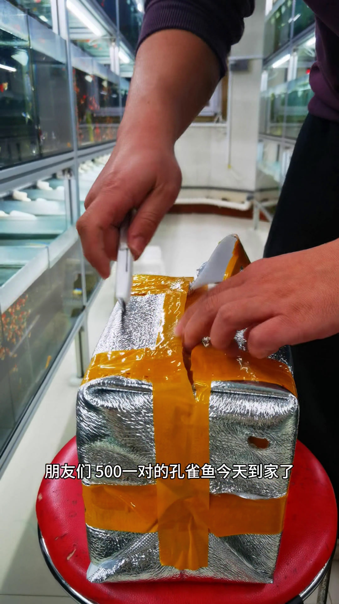 油画色的孔雀鱼,这回够我改鱼用了