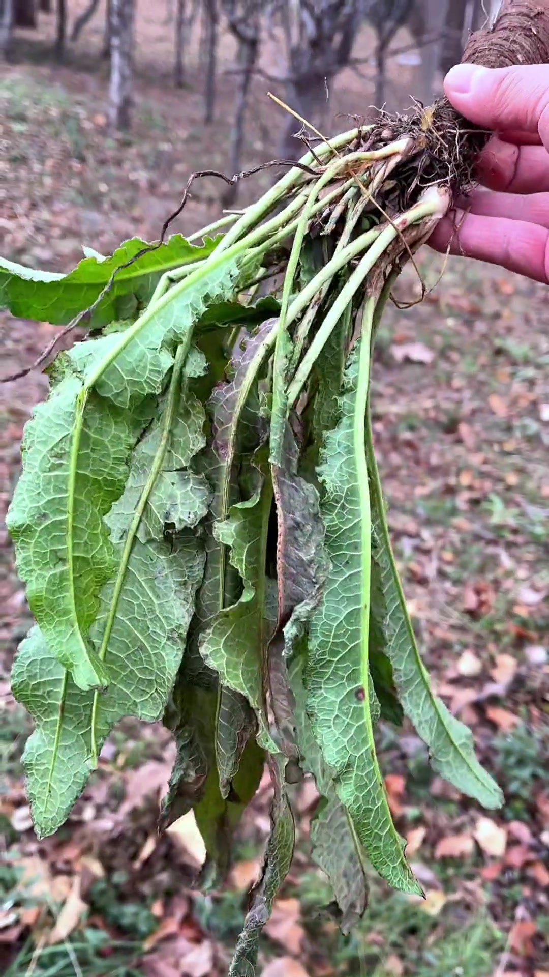 野菠菜,各地俗称不同,你听过吗?
