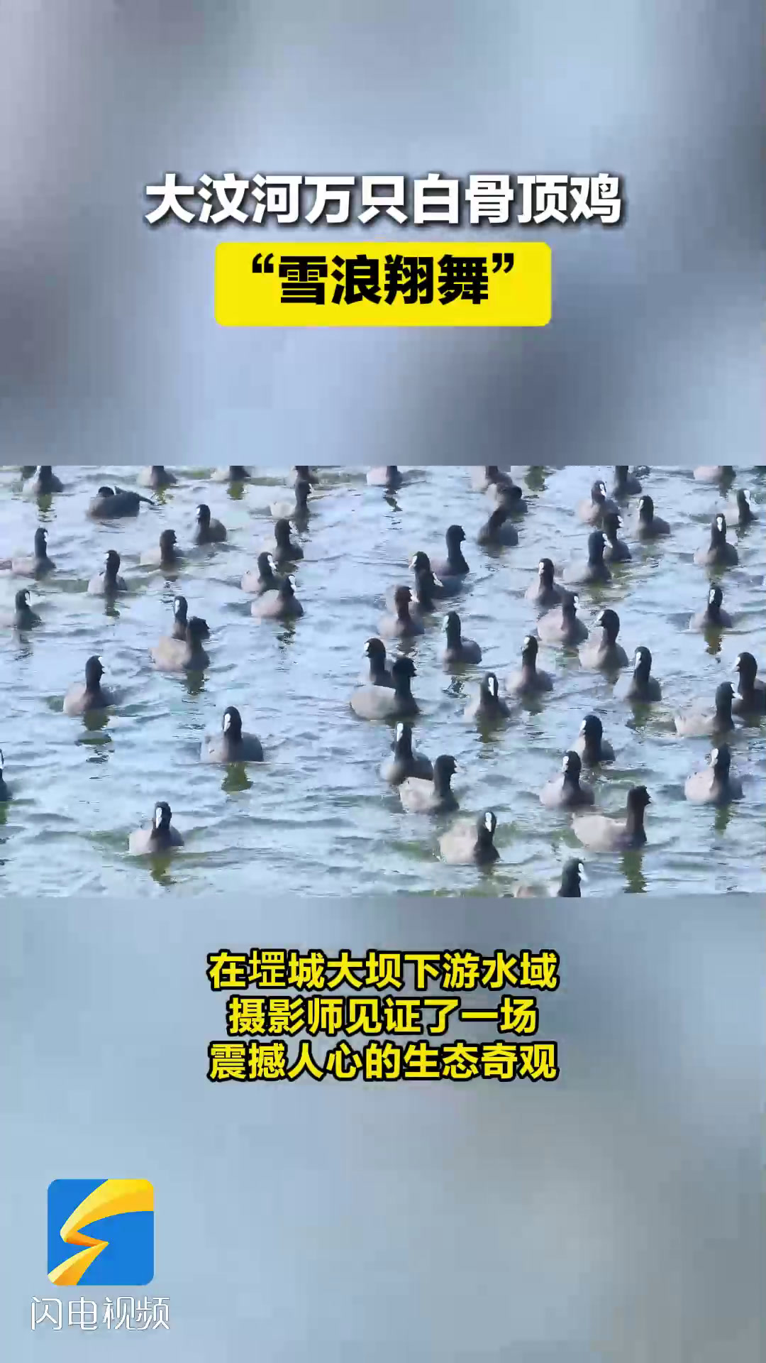 壮观!大汶河万只白骨顶鸡“雪浪翔舞”