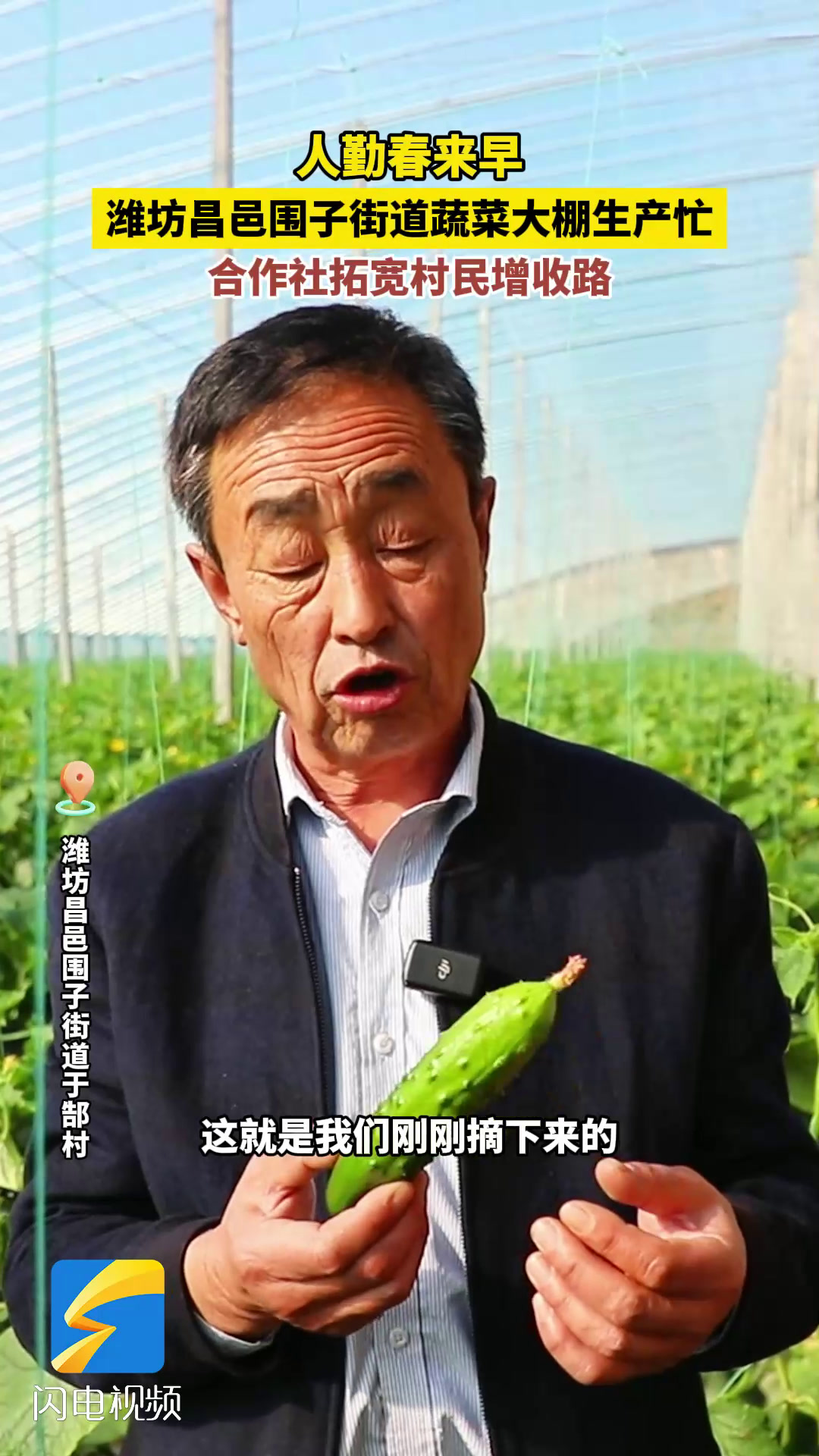 潍坊昌邑:人勤春来早 蔬菜大棚生产忙