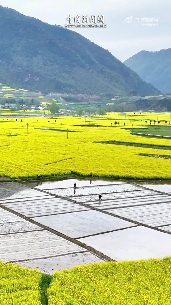 据汉中市气象局预报,汉中市大部分油菜将于3月中旬进入开花期,持续至4月上旬。接下来的汉中油