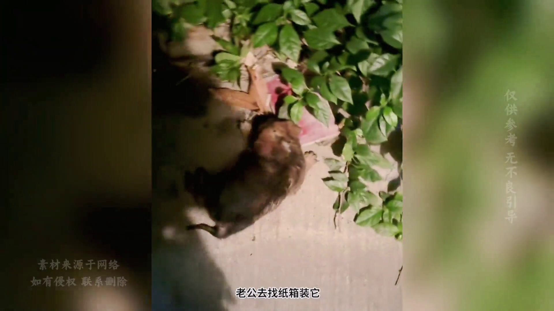 半夜美女被狗叫声吵醒,喊老公一起下楼去看,小狗遇到心软的神