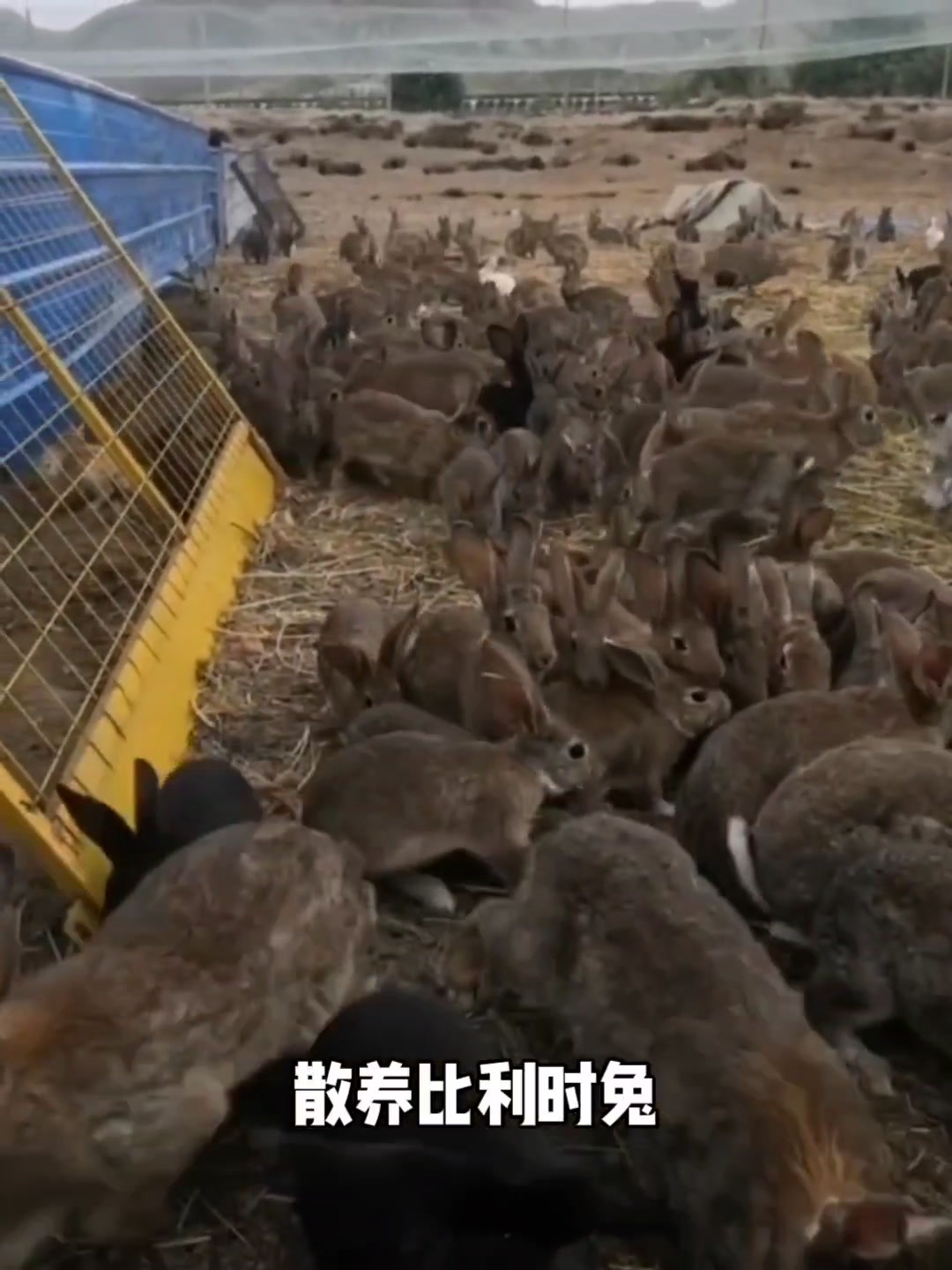 散养比利时兔 肉兔养殖