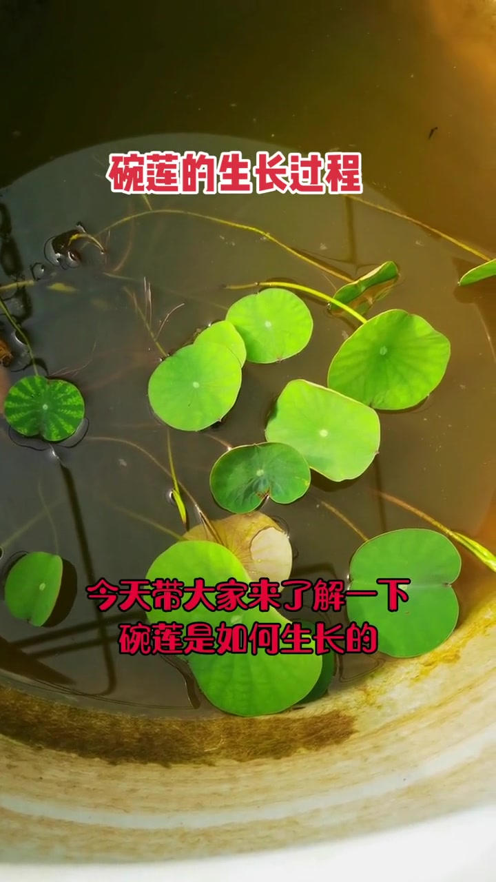 晚莲生长揭秘:从藕到花苞的成长过程